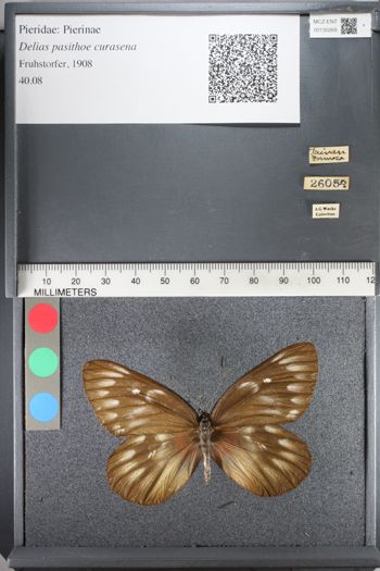 Media type: image;   Entomology 130269
